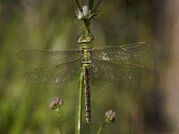 Grote Keizerlibel, Emperor Dragonfly, Anax imperator  Grote Keizerlibel, verdoofd door aanrijding met een brommer. Emperor Dragonfly, dizzy due to a collision with a motor. : man, pas uitgeslopen, Nederland, dragonfly, natuur, suburban, tuin, garden, Utrecht, woonwijk, libel, Anax imperator, insekt, The Netherlands, nature, stadsnatuur, Emperor Dragonfly, urban, male, Grote Keizerlibel, insect