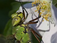 Grote Keizerlibel, Emperor Dragonfly, Anax imperator  Grote Keizerlibel, Emperor Dragonfly, : Anax imperator, nature, city nature, woonwijk, oeverbeplanting, Grote Keizerlibel, libel, tuin, Nederland, groen, green, oever, city, wtad, dragonfly, stadsnatuur, The Netherlands, insekt, insect, natuur, Utrecht, garden, Emperor Dragonfly