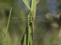 Grote Keizerlibel, Emperor Dragonfly, Anax imperator  Grote Keizerlibel, Emperor Dragonfly, : Emperor Dragonfly, Anax imperator, garden, city, Grote Keizerlibel, oeverbeplanting, Nederland, city nature, insekt, groen, The Netherlands, oever, nature, stadsnatuur, dragonfly, libel, natuur, tuin, Utrecht, woonwijk, wtad, green, insect