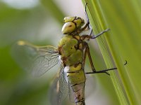 Grote Keizerlibel, Emperor Dragonfly, Anax imperator  Grote Keizerlibel, verdoofd door aanrijding met een brommer. Emperor Dragonfly, dizzy due to a collision with a motor. : woonwijk, libel, tuin, Utrecht, stadsnatuur, pas uitgeslopen, natuur, The Netherlands, Emperor Dragonfly, male, dragonfly, Grote Keizerlibel, Nederland, insect, urban, insekt, man, nature, suburban, garden, Anax imperator