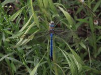 Anax imperator 23, Grote keizerlibel, Saxifraga-Peter Meininger