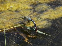 Anax imperator 24, Grote keizerlibel, Saxifraga-Peter Meininger