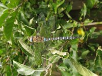 Anax imperator 27, Grote keizerlibel, Saxifraga-Harry van Oosterhout