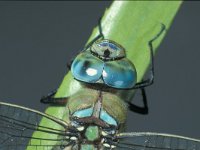 Anax imperator 3, Grote keizerlibel, Saxifraga-Frits Bink