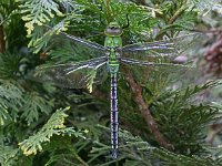 Anax imperator 32, Grote keizerlibel, male, Saxifraga-Ab H Baas