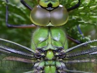 Anax imperator 34, Grote keizerlibel, male, Saxifraga-Ab H Baas