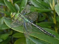 Anax imperator 37, Grote keizerlibel, male, Saxifraga-Ab H Baas