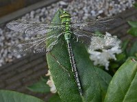 Anax imperator 38, Grote keizerlibel, male, Saxifraga-Ab H Baas