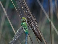 Anax imperator 4, Grote keizerlibel, Vlinderstichting-Harm Smeenk