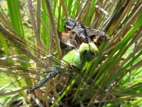 Anax imperator 40, Grote keizerlibel, Saxifraga-Mark Zekhuis