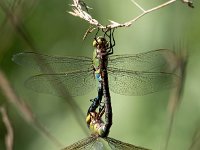 Anax imperator 41, Grote keizerlibel, Saxifraga-Bart Vastenhouw