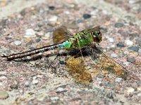 Anax imperator 42, Grote keizerlibel, Saxifraga-Bart Vastenhouw