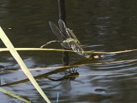 Anax imperator 50, Grote keizerlibel, Saxifraga-Willem van Kruijsbergen