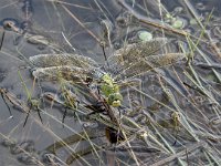 Anax imperator 56, Grote keizerlibel, Saxifraga-Willem van Kruijsbergen