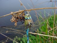 Anax imperator 6, Grote keizerlibel, male, Saxifraga-Willem Jan Hoeffnagel