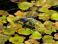 Anax imperator 65, Grote keizerlibel, Saxifraga-Bart Vastenhouw