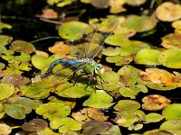 Anax imperator 66, Grote keizerlibel, Saxifraga-Bart Vastenhouw