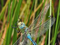 Anax imperator 68, Grote keizerlibel, Saxifraga-Hans Dekker