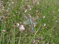 Anax imperator 9, Grote keizerlibel, Saxifraga-Mark Zekhuis