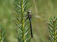 Anax parthenope, Lesser Emperor