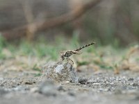 Brachythemis impartita