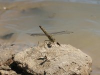 Brachythemis leucosticta 1, Bandgrondlibel, Vlinderstichting-Tim Termaat