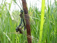 Brachytron pratense, Hairy Dragonfly