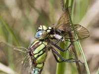 Brachytron pratense 11, Glassnijder, Saxifraga-Mark Zekhuis