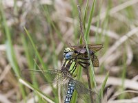 Brachytron pratense 12, Glassnijder, Saxifraga-Mark Zekhuis