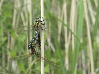 Brachytron pratense 15, Glassnijder, Saxifraga-Rob Felix : Animalia, Arthropoda, Insecta, Odonata, Project Natuurbalans, animal, arthropod, dargonfly, dier, dieren, geleedpotige, geleedpotigen, insect, insecten, juffer, libel, libellen