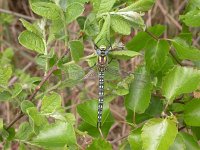 Brachytron pratense 2, Glassnijder, Vlinderstichting-Jaap Bouwman