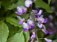 Brachytron pratense 22, Glassnijder, Saxifraga-Luc Hoogenstein