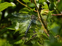 Glassnijder #01 -M- : Glassnijder, Brachytron pratense