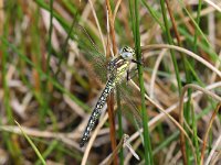 Brachytron pratense 25, Glassnijder, Saxifraga-Henk Baptist