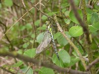 Brachytron pratense 6, Glassnijder, juvenile, Vlinderstichting-Jaap Bouwman