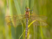 Dragonfly Perching on Plant  Female Hairy Dragonfly (Brachytron pratense) in National Park the Weerribben in the Netherlands : Aeshna, Damselfly, Netherlands, Overijssel, aeshnidae, animal, background, beauty, biology, body, brachytron, branch, brown, close-up, closeup, color, colorful, dragon, dragonfly, dutch, entomology, environment, eyes, fauna, fragility, garden, glassnijder, green, hunting, insect, invertebrates, life, macro, national, nature, odonata, park, perch, pratense, spring, summer, swamp, tails, transparent, water, weerribben, wieden, wildlife, wings, yellow