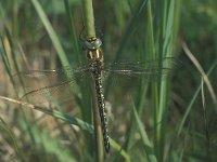 Brachytron pratense 8, Glassnijder, male, Vlinderstichting-Tim Termaat