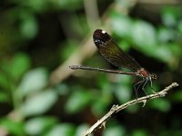 Calopteryx haemorrhoidalis, Copper Demoiselle