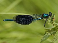 Calopteryx splendens, Banded Demoiselle