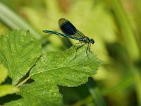 Calopteryx splendens 103, Weidebeekjuffer, Saxifraga-Tom Heijnen