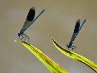 Calopteryx splendens 104, Weidebeekjuffer, Saxifraga-Tom Heijnen