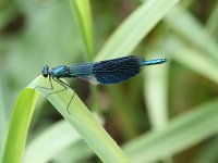 Calopteryx splendens 12, Weidebeekjuffer, male, Vlinderstichting-Tim Termaat