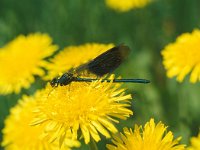 Calopteryx splendens 15, Weidebeekjuffer, male, Saxifraga-Robert Ketelaar