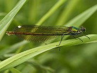 D_Weidebeekjuffer-V- #04 : Calopteryx splendens, Weidebeekjuffer, female