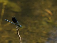 Calopteryx splendens 26, Weidebeekjuffer, Saxifraga-Jan van der Straaten