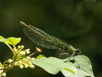 Calopteryx splendens 28, Weidebeekjuffer, Saxifraga-Jan van der Straaten