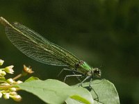 Calopteryx splendens 31, Weidebeekjuffer, Saxifraga-Jan van der Straaten