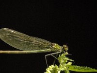 Calopteryx splendens 33, Weidebeekjuffer, female, Saxifraga-Jan van der Straaten