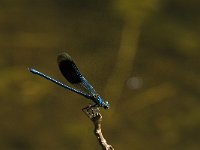 Calopteryx splendens 35, Weidebeekjuffer, Saxifraga-Jan van der Straaten