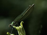 Calopteryx splendens 36, Weidebeekjuffer, Saxifraga-Marijke Verhagen